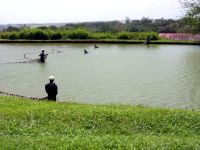 La pêche des ouassous au domaine de Saint Séverin sur basse terre en guadeloupe.