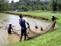 La pêche des ouassous au domaine de Saint Séverin sur basse terre en guadeloupe.