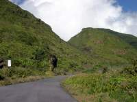La savane à mulets
